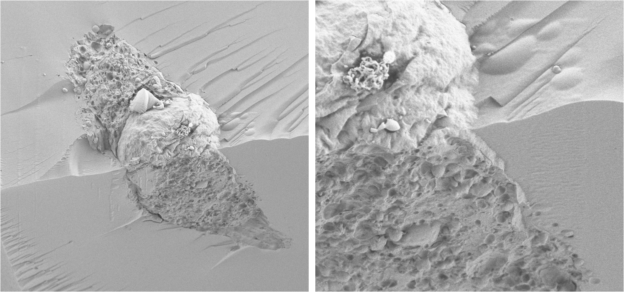 Cryo-SEM image of a mesenchymal cell encapsulated in a PEG-fibrinogen hydrogel after several days in 3-D culture
