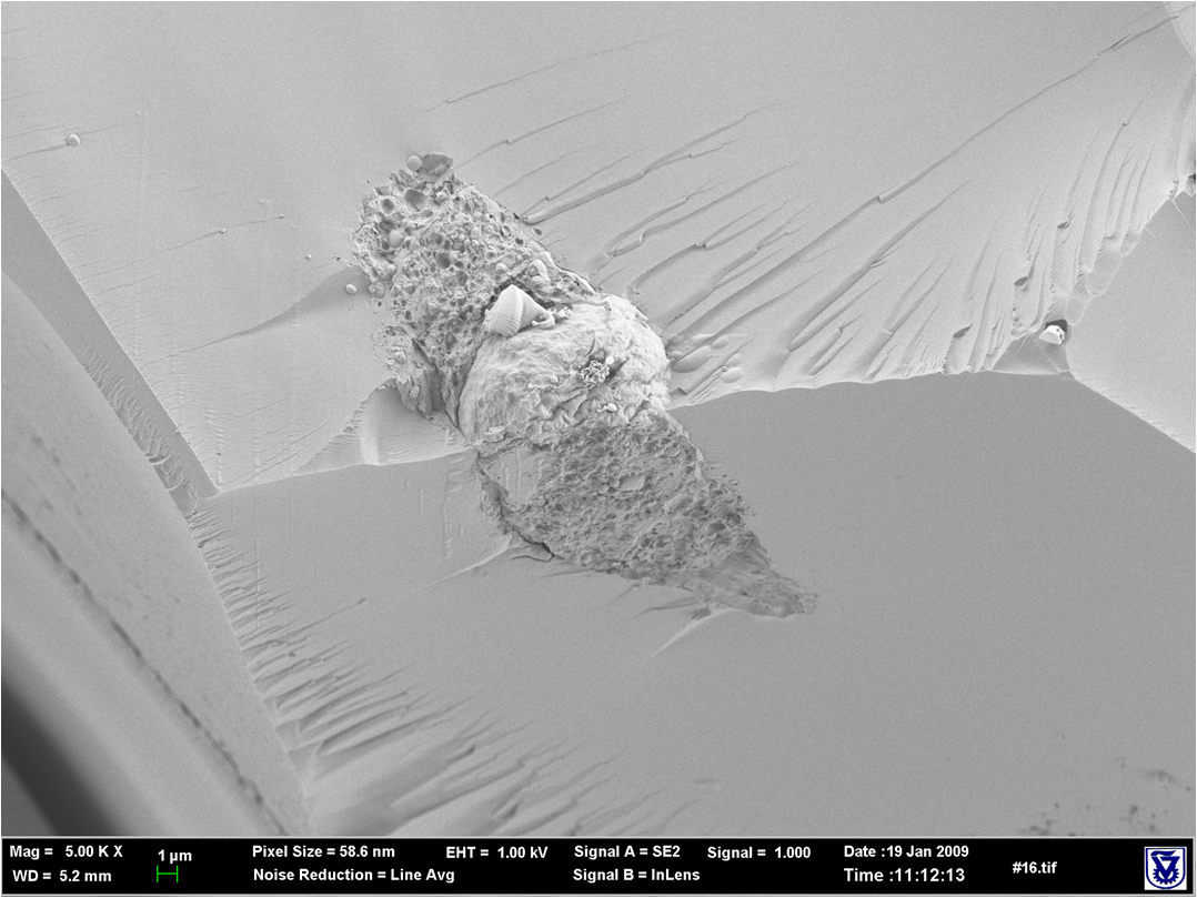 Cory-SEM image of a mesenchymal cell encapsulated in a PEG-fibrinogen hydrogel after several days in 3-D culture