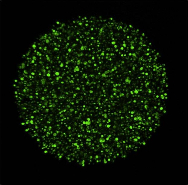 PEG-fibrinogen microgel culture of GFP-labeled mesenchymal cells immediately after encapsulation